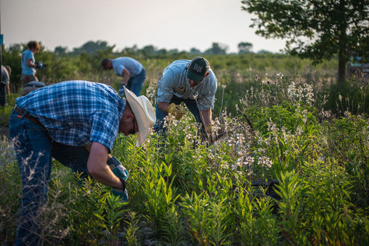 The Quiet Comeback: How Native Gardens Rebuild More Than Bee Populations