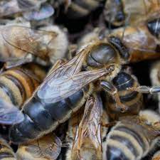 Locally Raised Mated Queen Bee