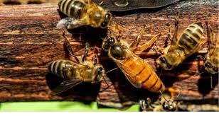Locally Raised Mated Queen Bee
