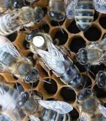 Locally Raised Mated Queen Bee