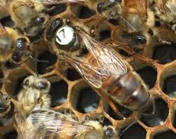 Locally Raised Mated Queen Bee