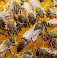 Locally Raised Mated Queen Bee