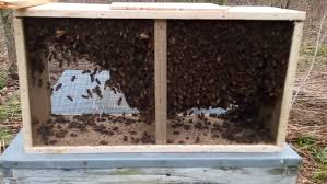 3-lb Honey Bee Package with Queen